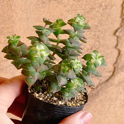 多肉植物