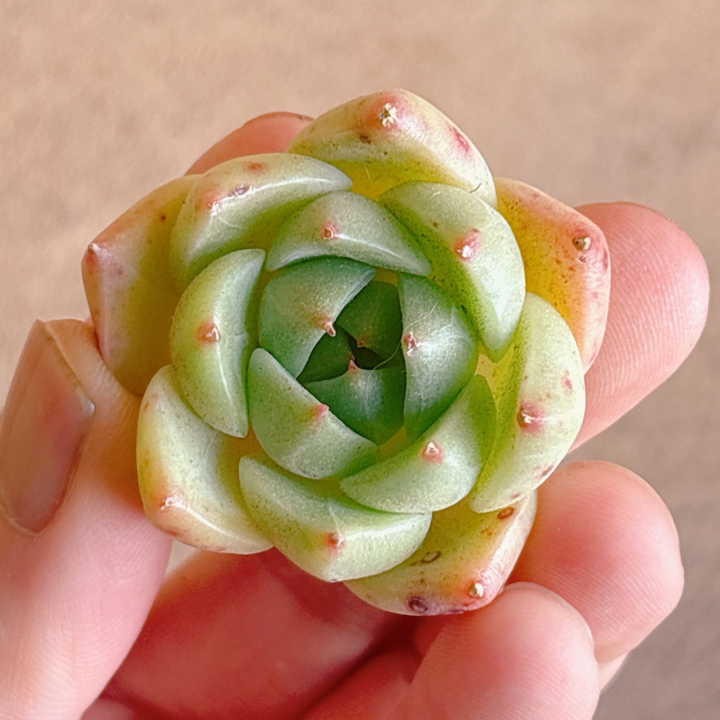 多肉植物