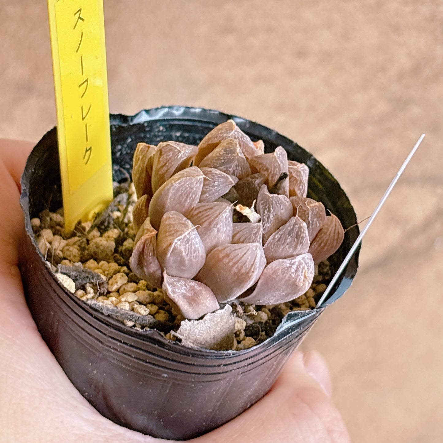 多肉植物