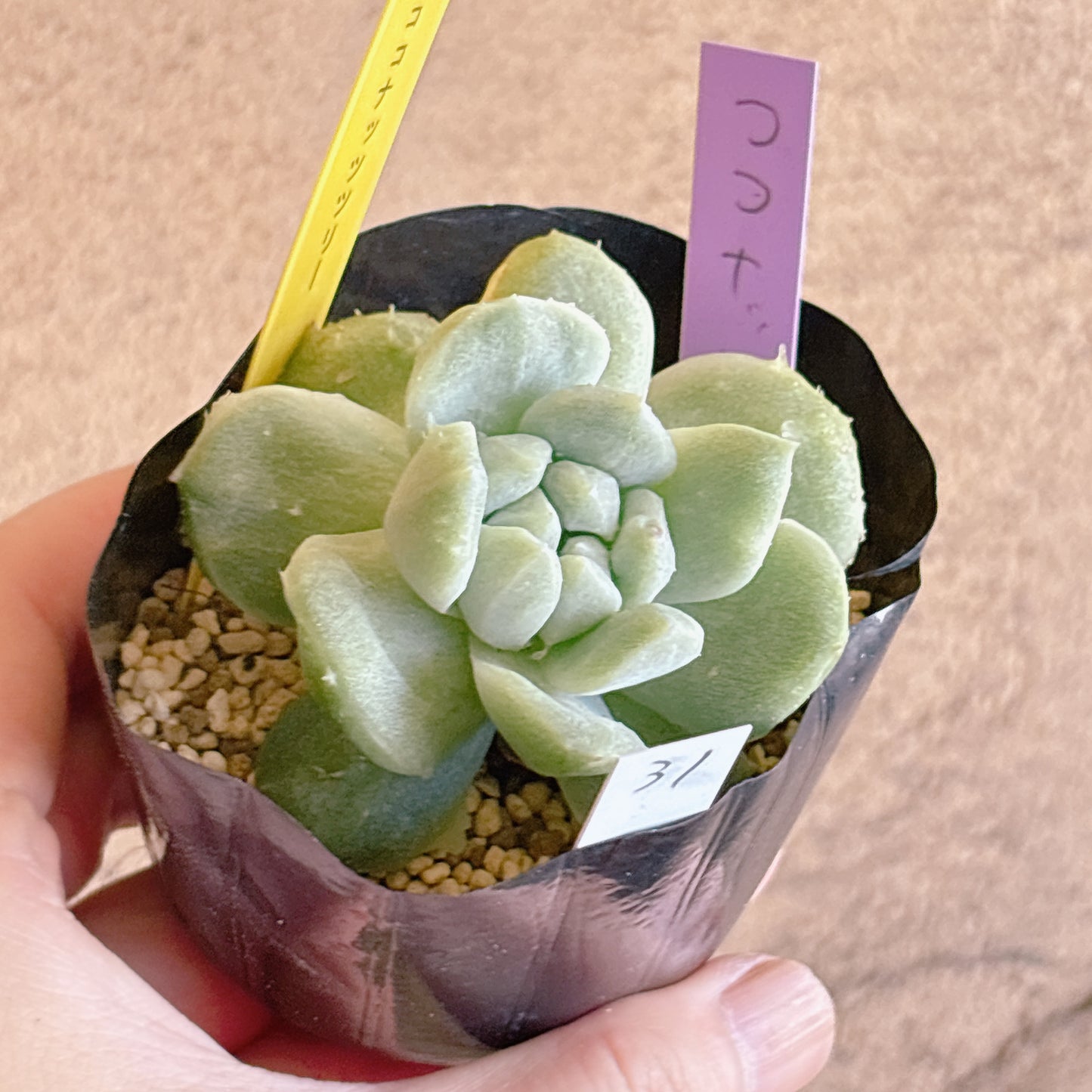 多肉植物