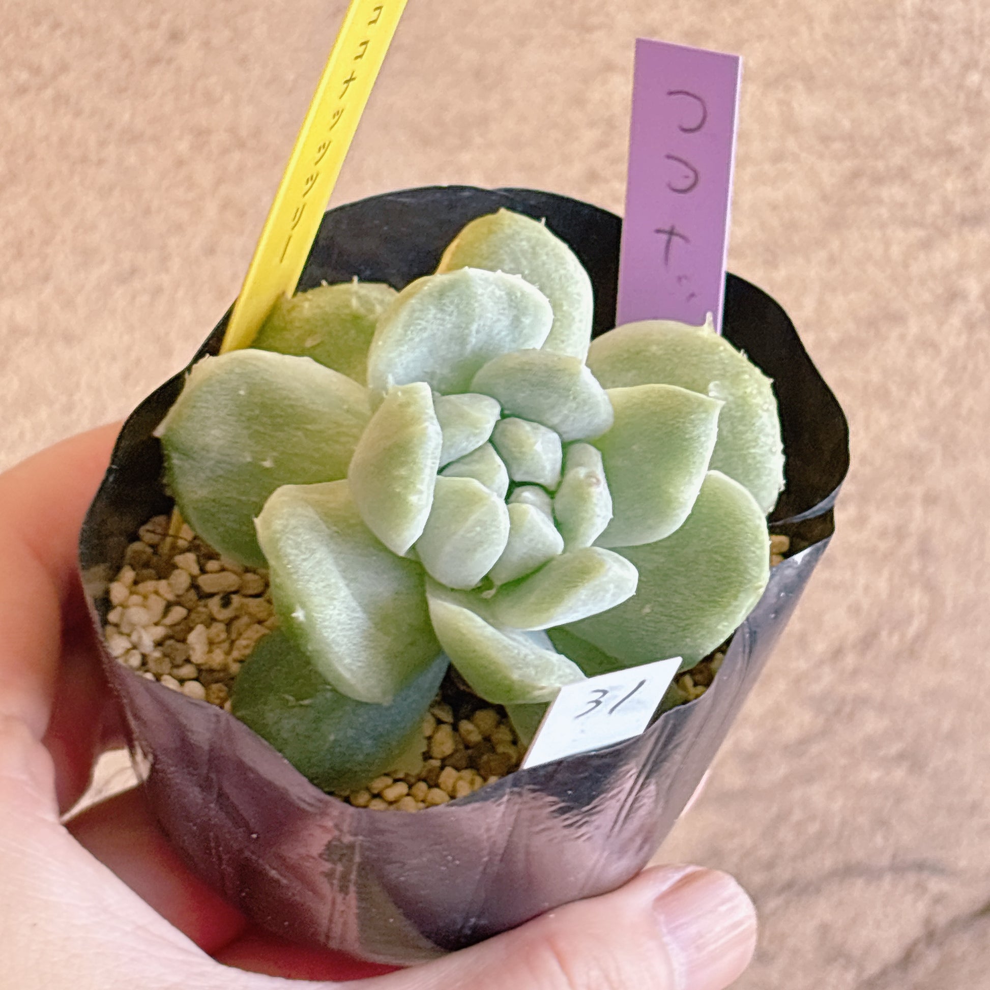 多肉植物