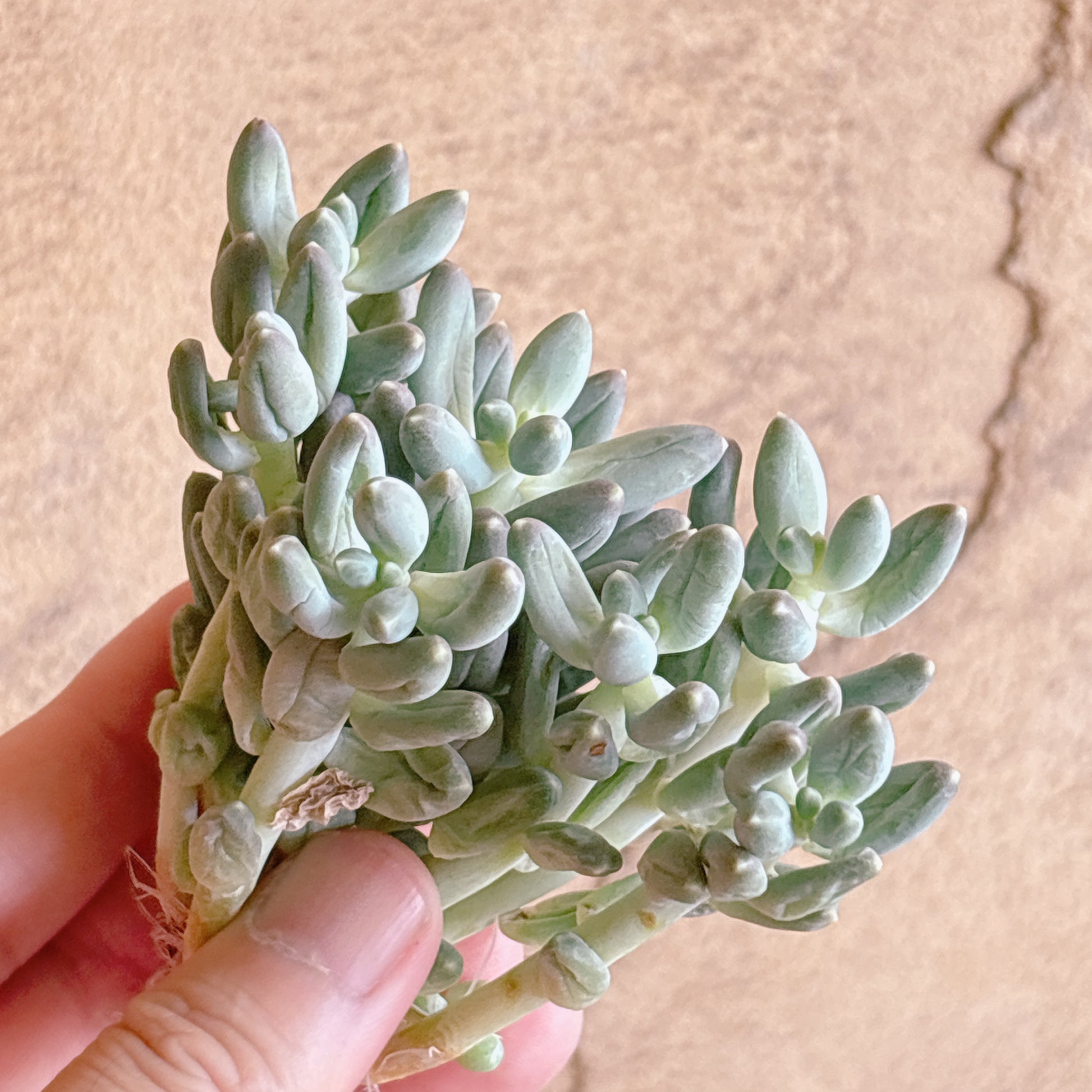 多肉植物
