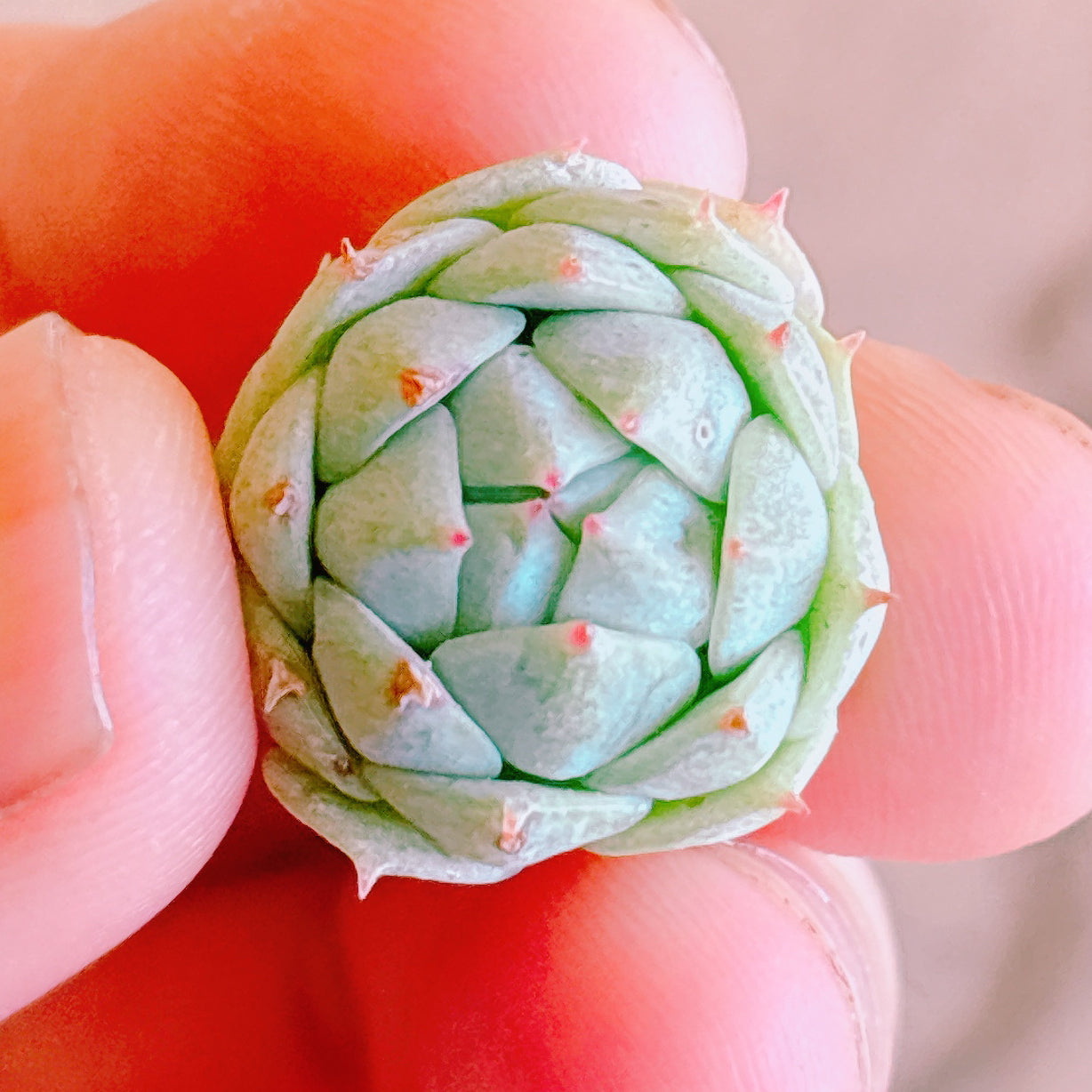 多肉植物