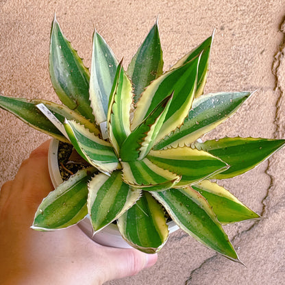 多肉植物
