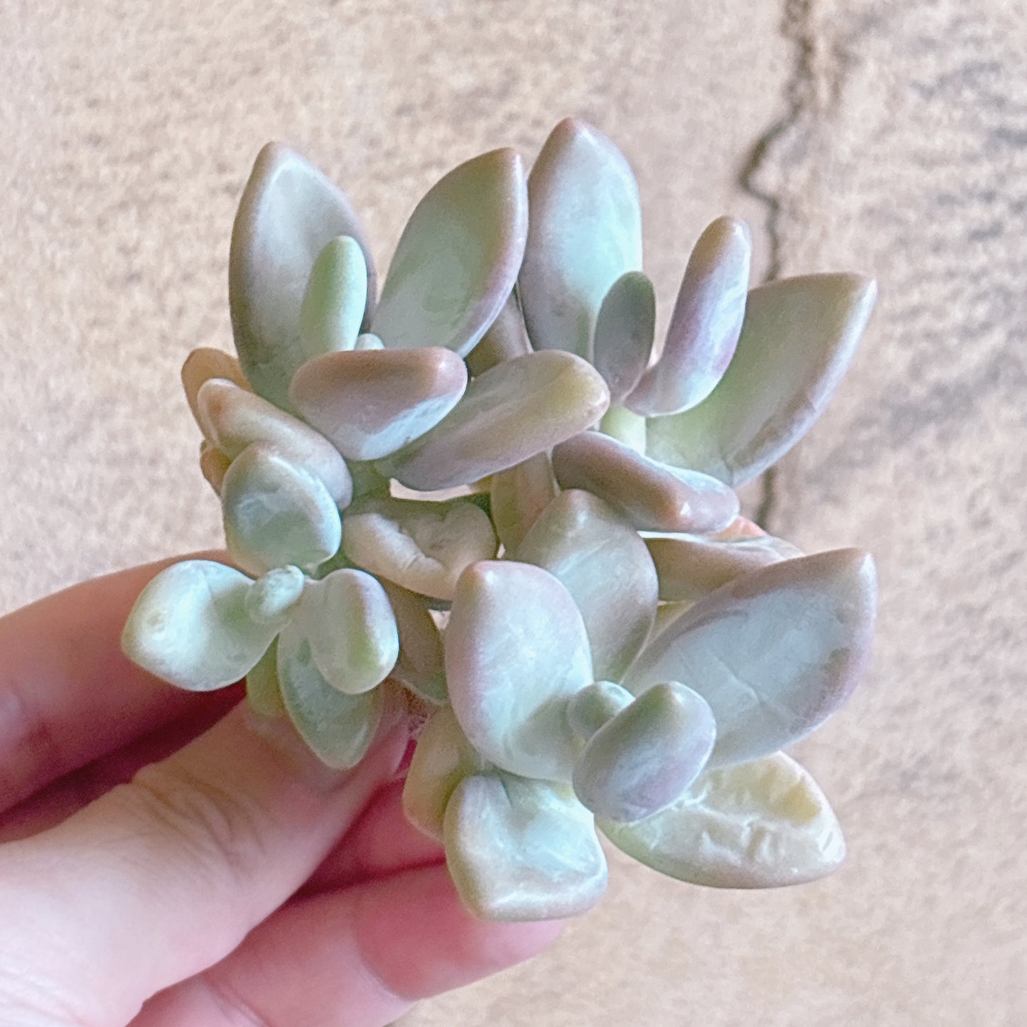 多肉植物