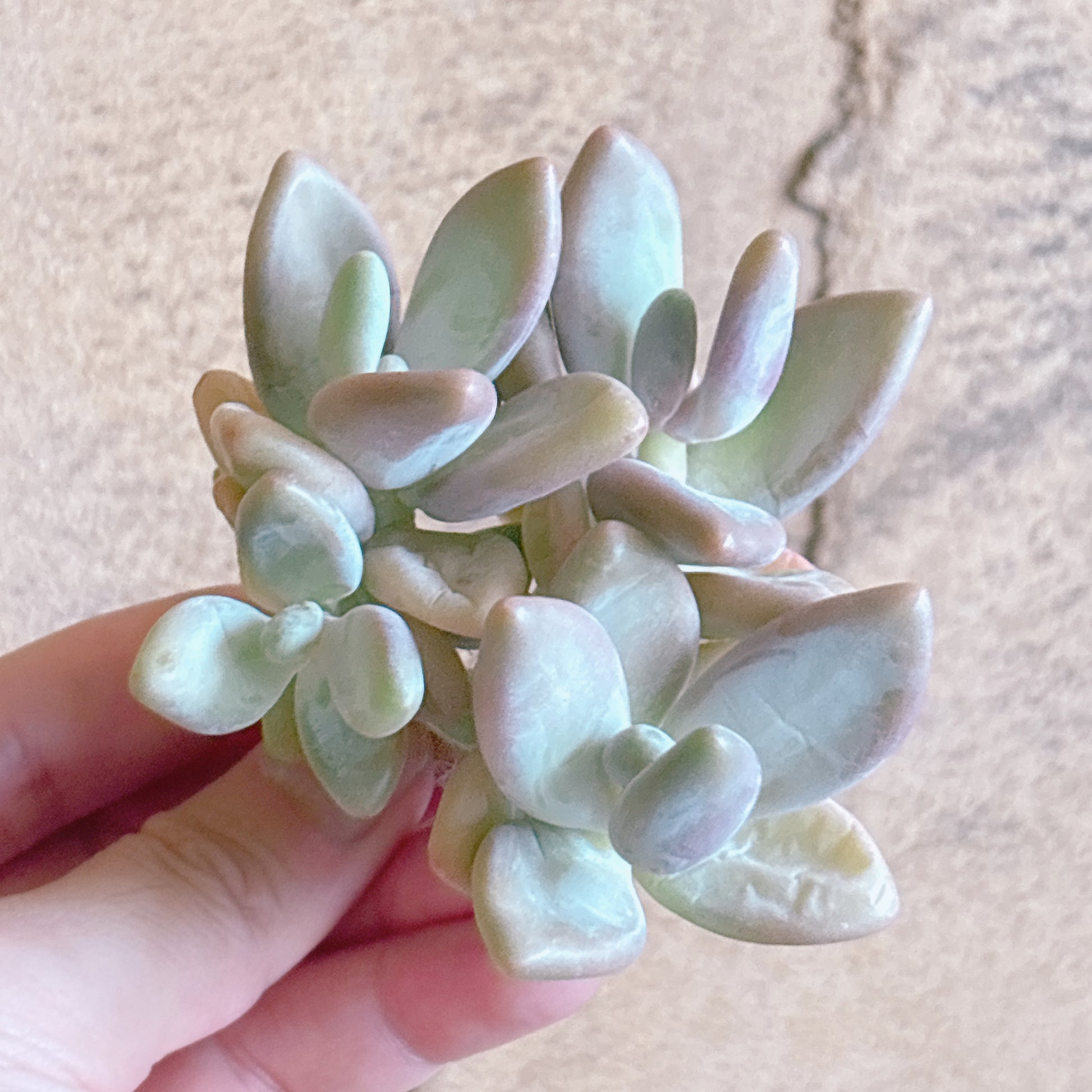 多肉植物