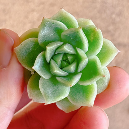 多肉植物