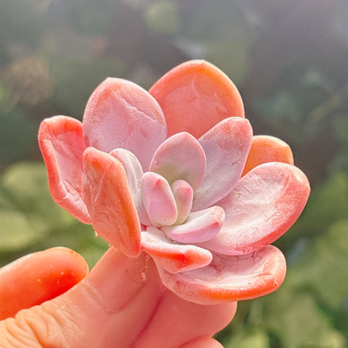 多肉植物