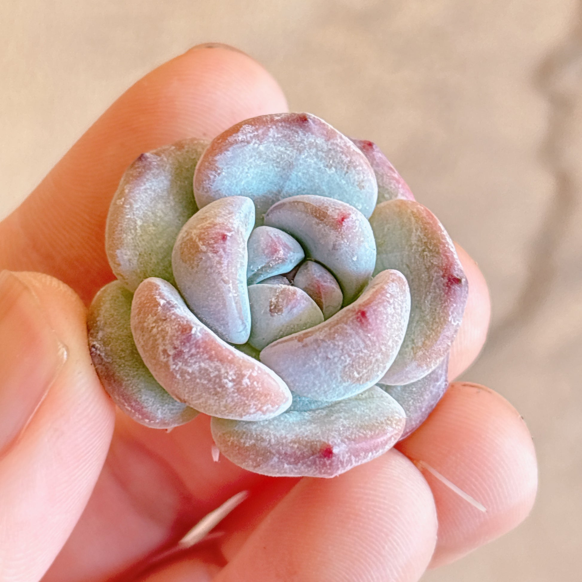 多肉植物