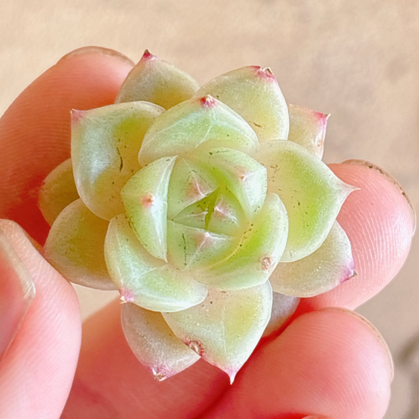 多肉植物