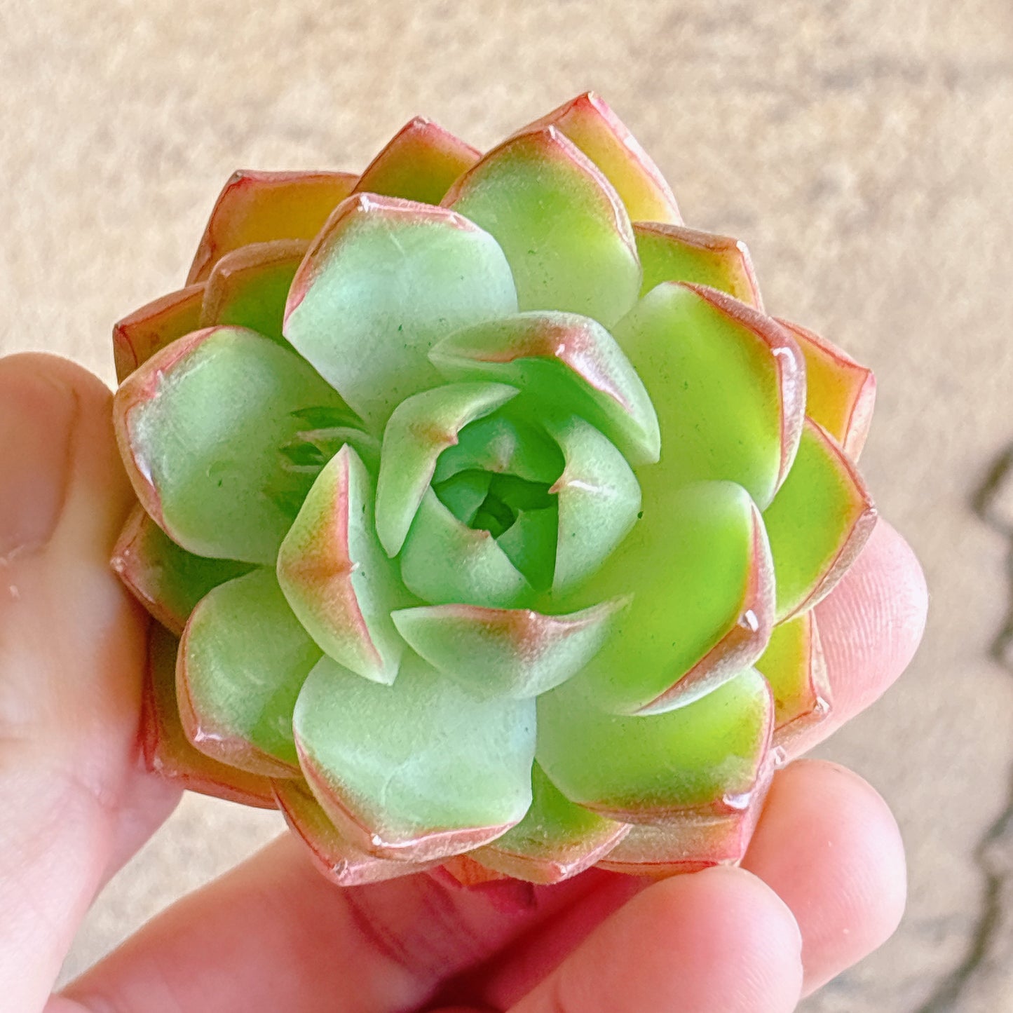多肉植物