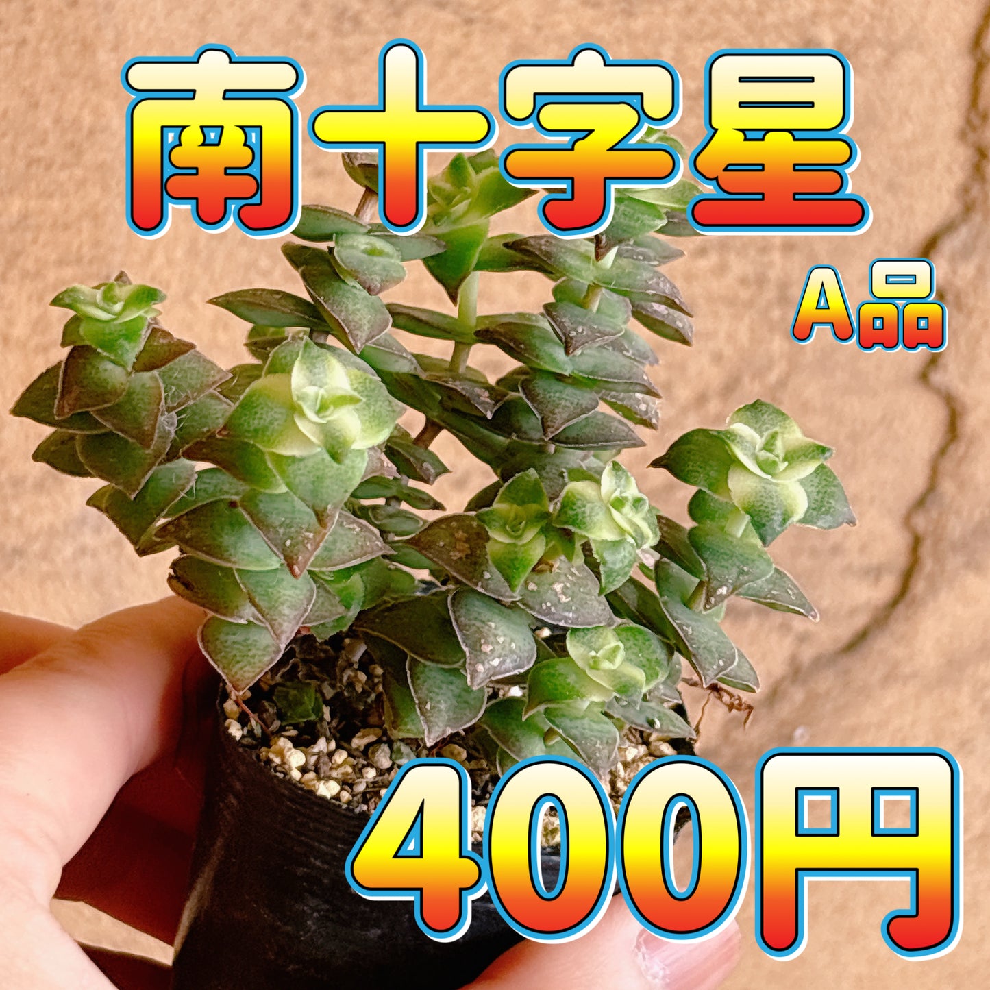 南十字星　A品　根付き苗