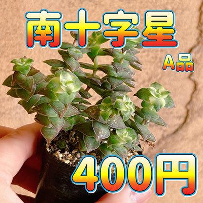 南十字星　A品　根付き苗