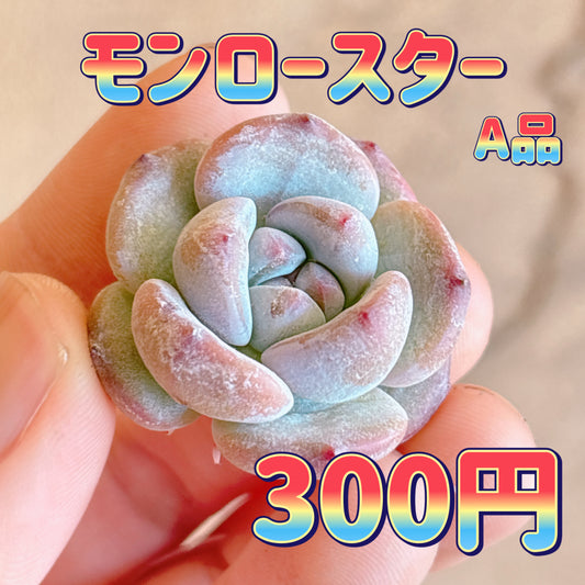 モンロースター　A品　カット苗