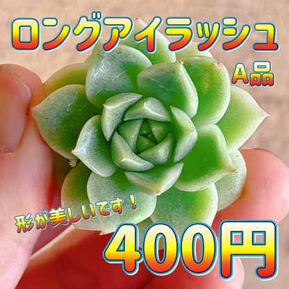 ロングアイラッシュ　A品　カット苗