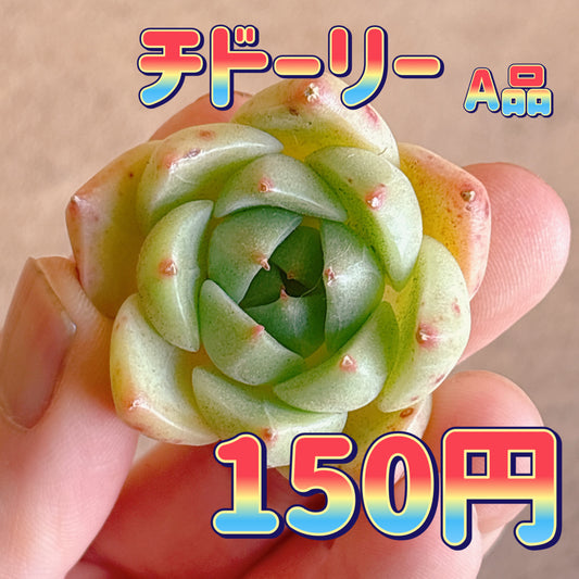 チドーリー　A品　カット苗