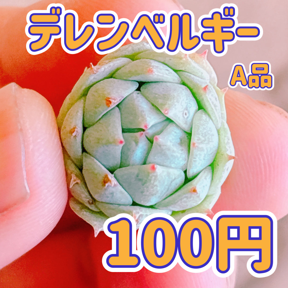 デレンベルギー　A品　カット苗