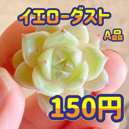イエローダスト　A品　カット苗