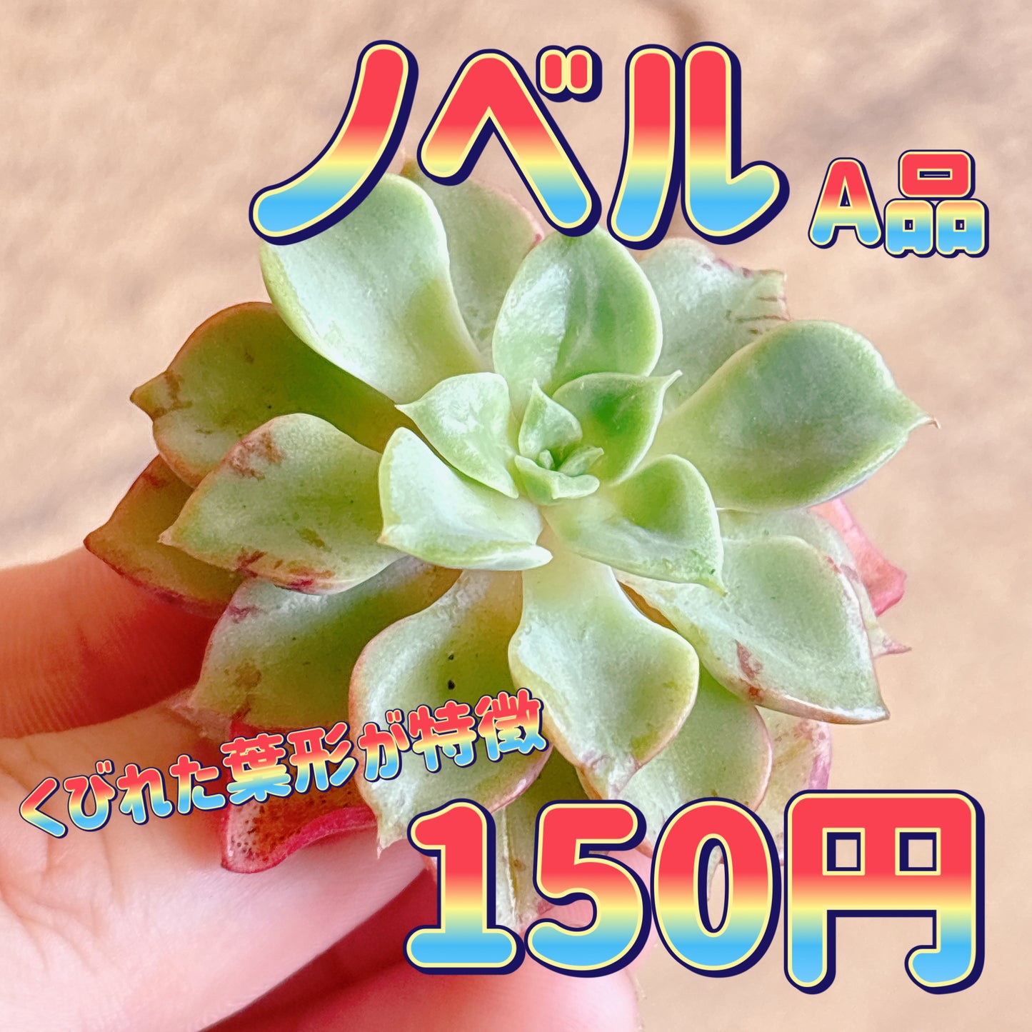 ノベル　A品　カット苗