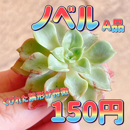 ノベル　A品　カット苗