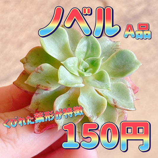 ノベル　A品　カット苗