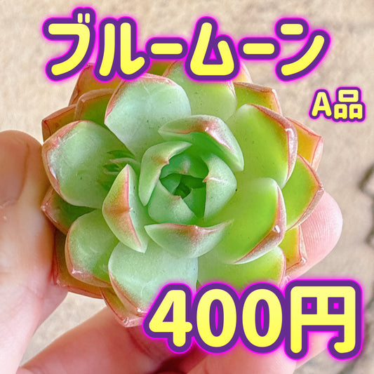 ブルームーン　A品　カット苗