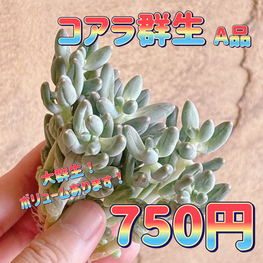 コアラ群生　A品　カット苗