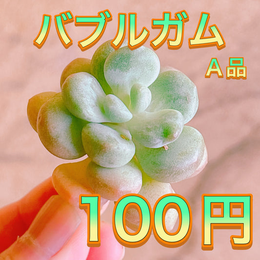 バブルガム　A品　カット苗