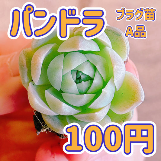 パンドラ　A品　プラグ苗