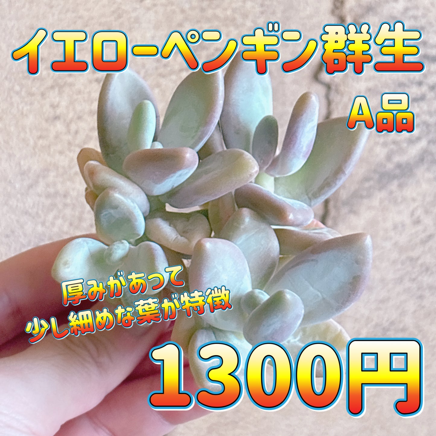 イエローペンギン群生　A品　カット苗
