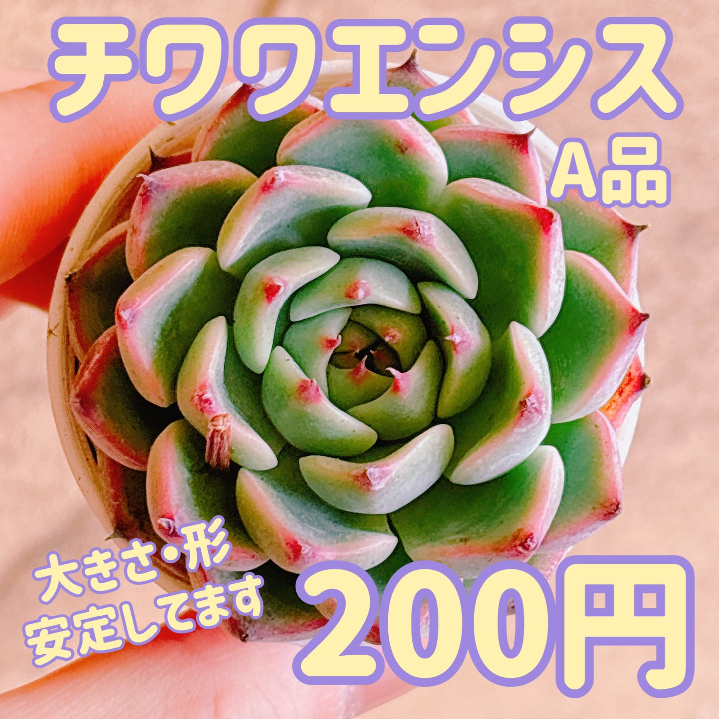 チワワエンシス　A品　根付き苗