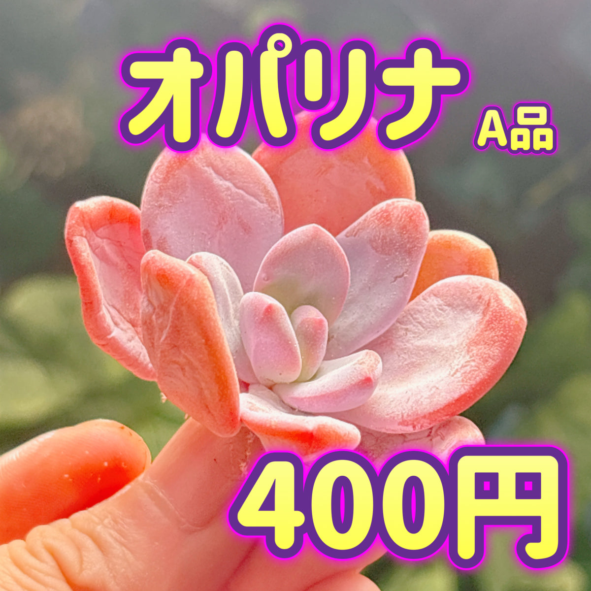 オパリナ　A品　カット苗