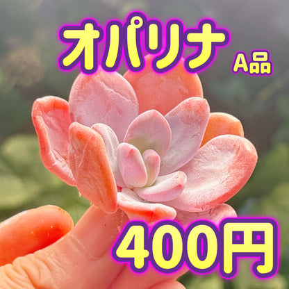 オパリナ　A品　カット苗