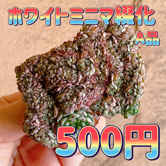 ホワイトミニマ綴化　A品　カット苗