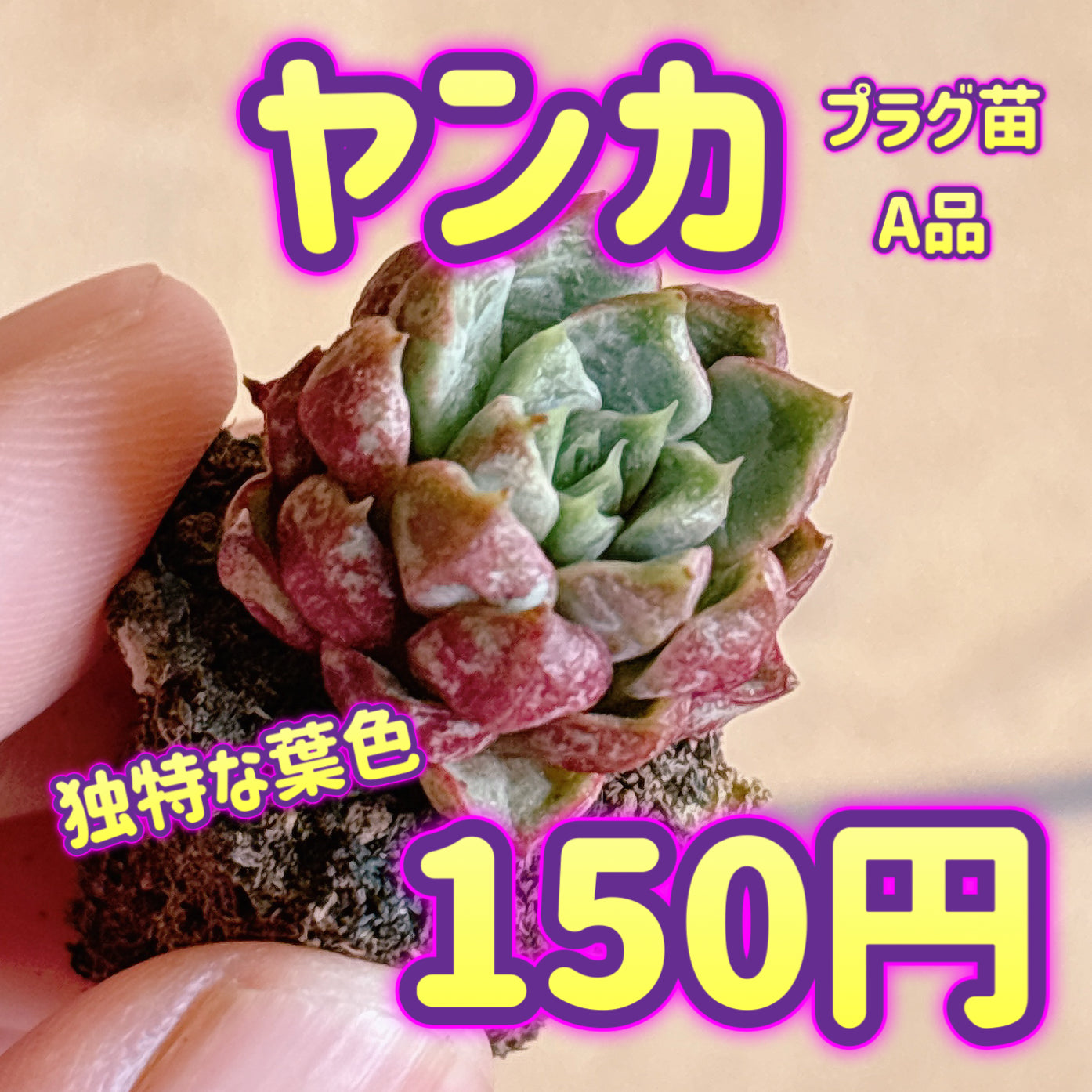 ヤンカ　A品　プラグ苗