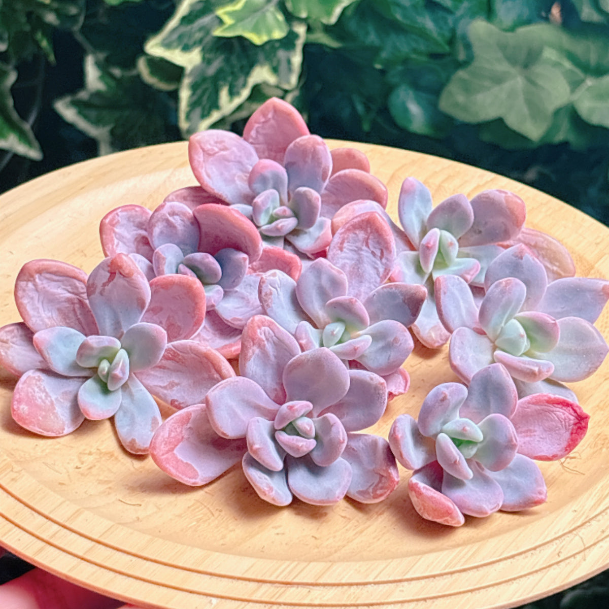 オパリナ　A品　カット苗