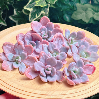 オパリナ　A品　カット苗