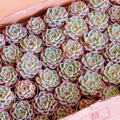 チワワエンシス　A品　根付き苗