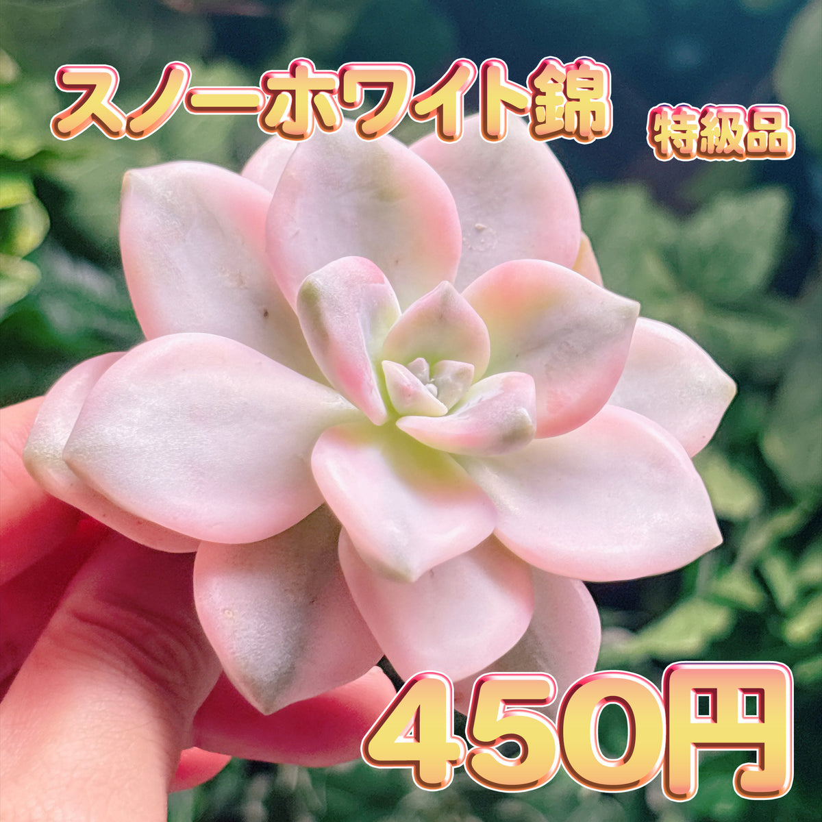 スノーホワイト錦　特級品　カット苗