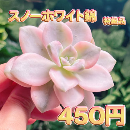 スノーホワイト錦　特級品　カット苗