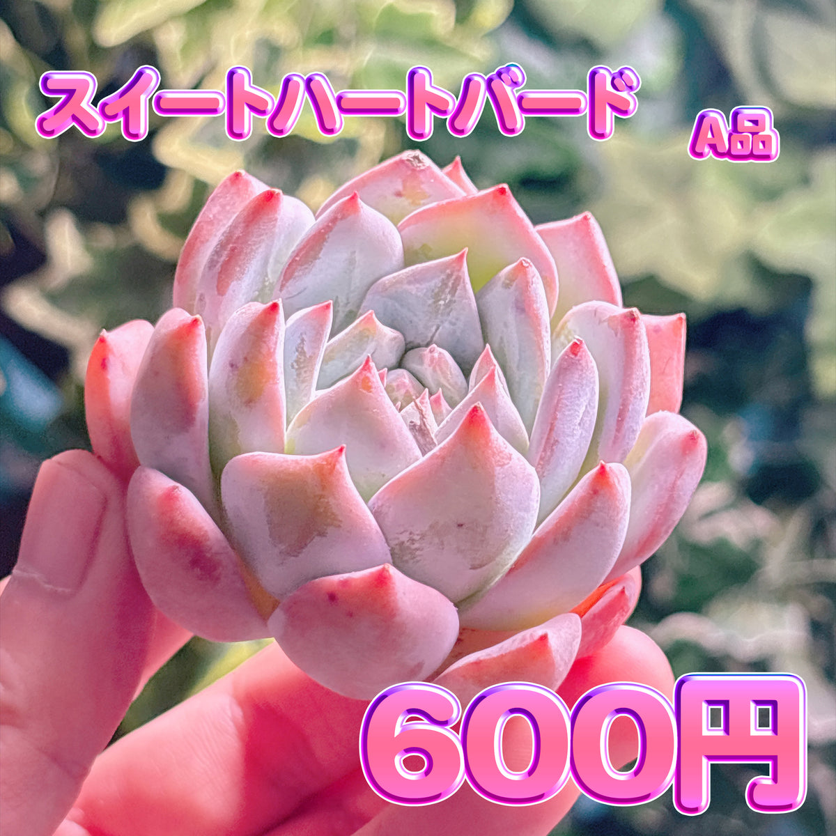 スイートハートバード　A品　カット苗