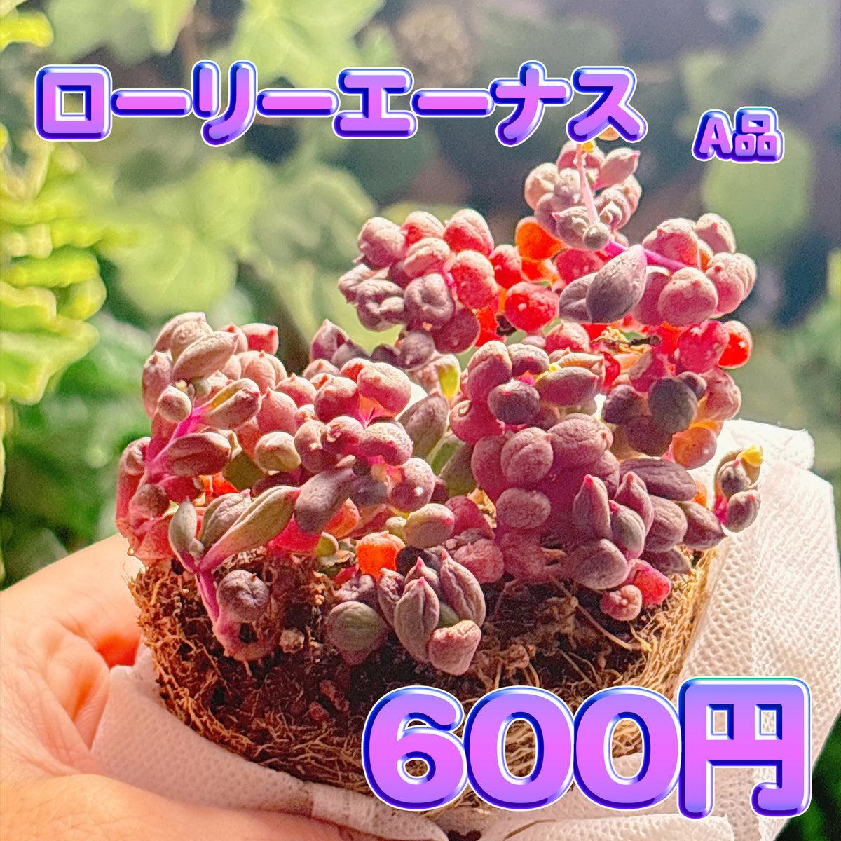 ローリーエーナス　A品　根付き苗