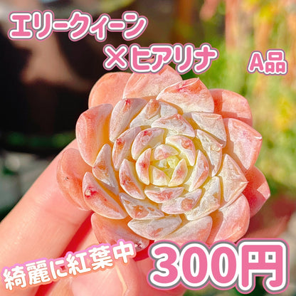 エリークィーン×ヒアリナ　A品
