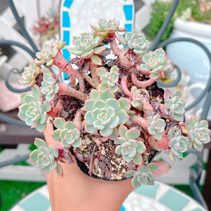 七福美尼　A品　10