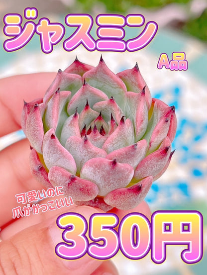 ジャスミン　A品