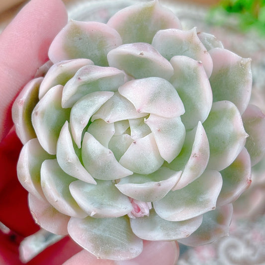 B100 引張 アエオニウム 多肉植物 香爐皿超白錦 微根