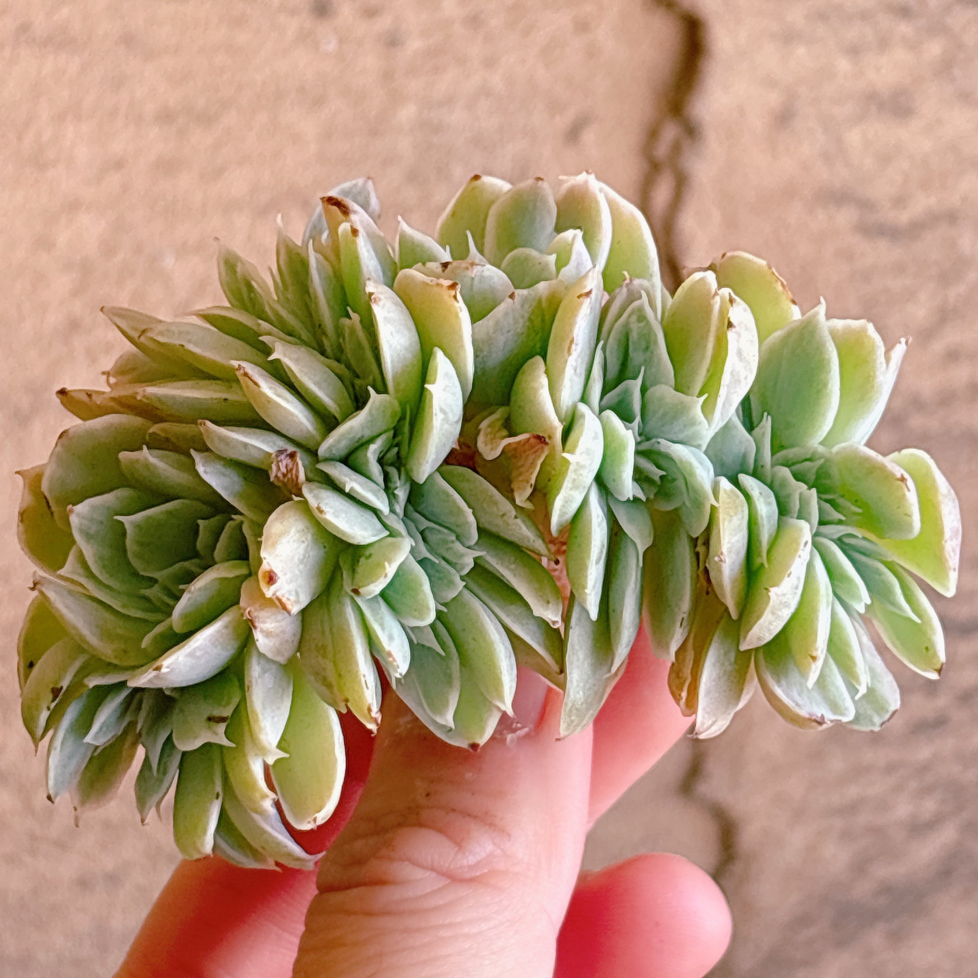 多肉植物の販売・通販サイト | Bull Succulent(ブルサキュレント)