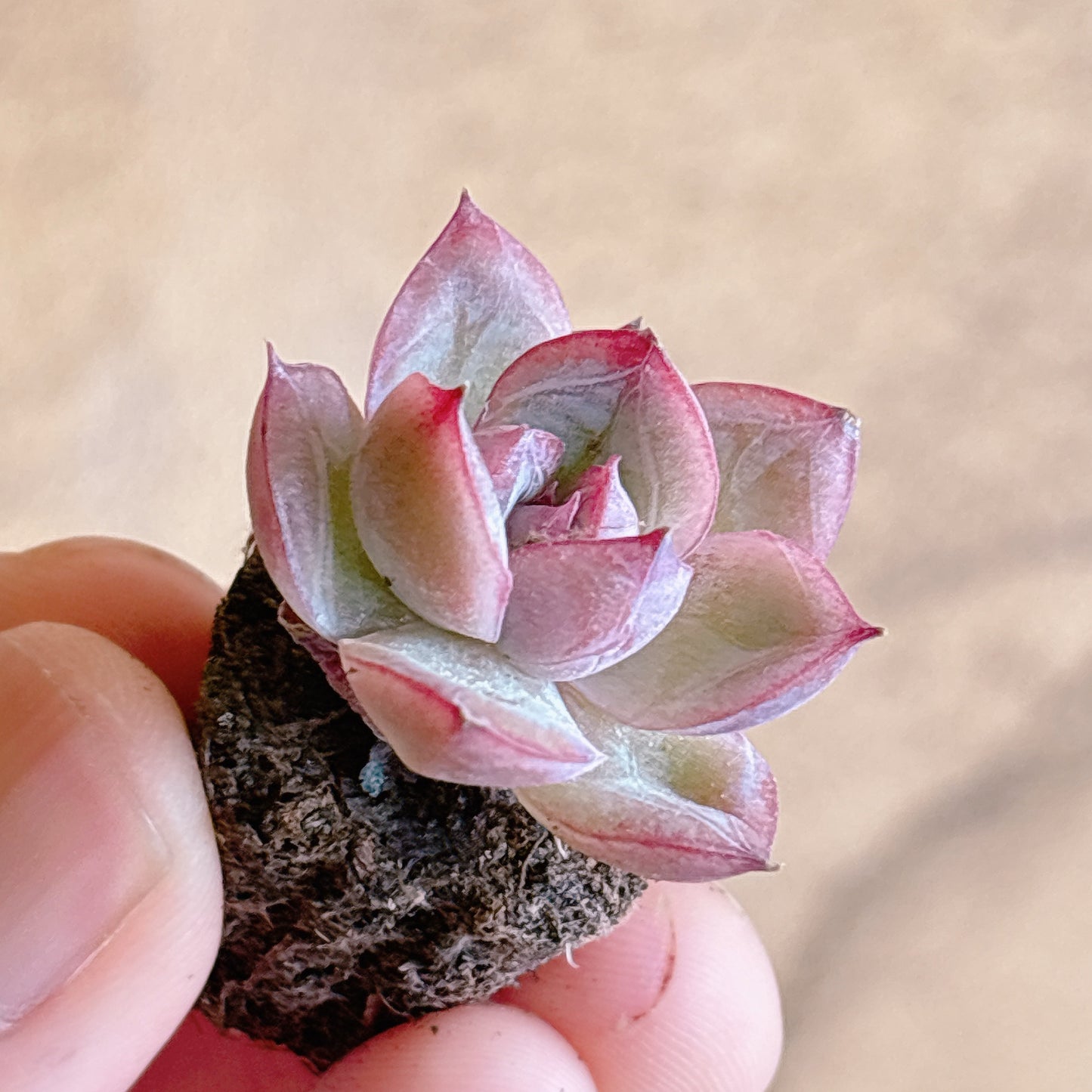 多肉植物