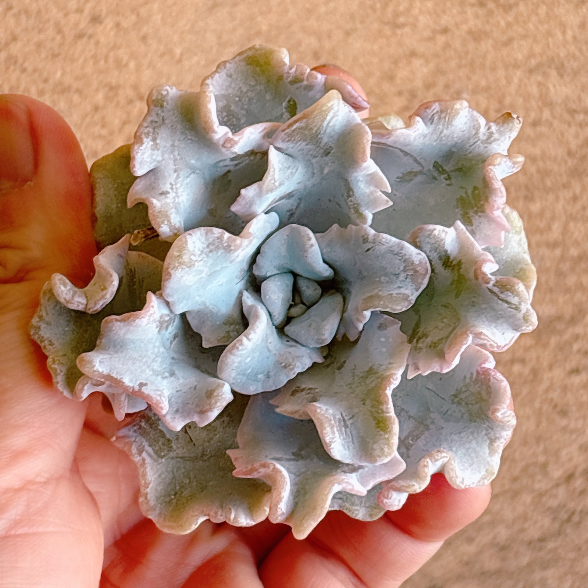 多肉植物の販売・通販サイト | Bull Succulent(ブルサキュレント)