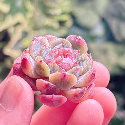 多肉植物